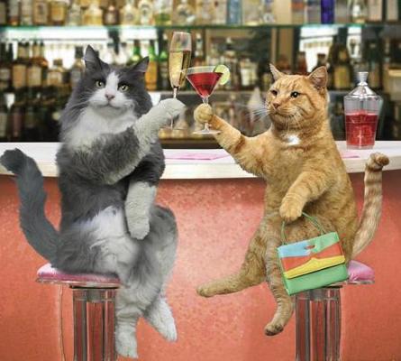 gatos_brindis-12062.jpg