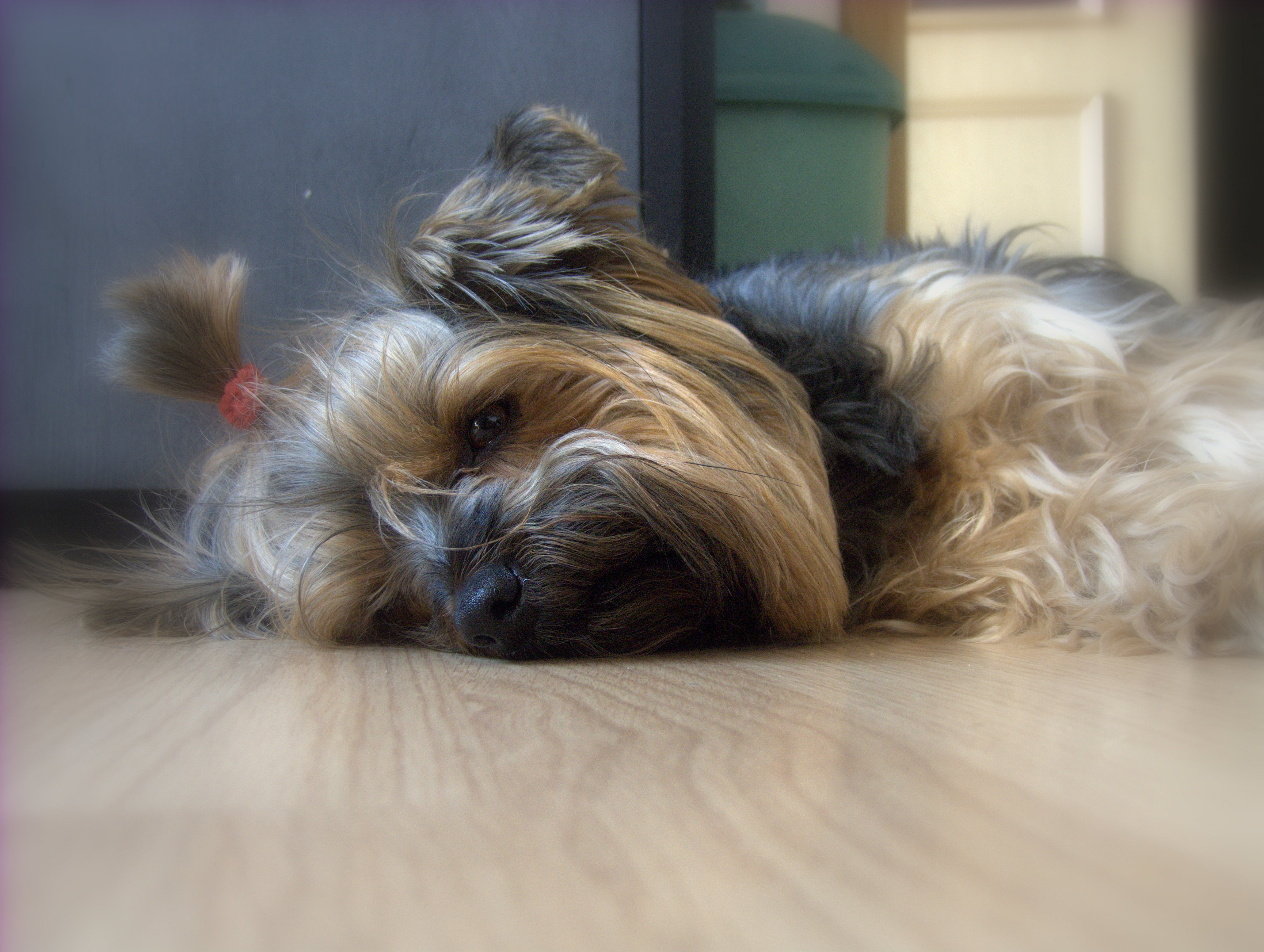 lizi.jpg
